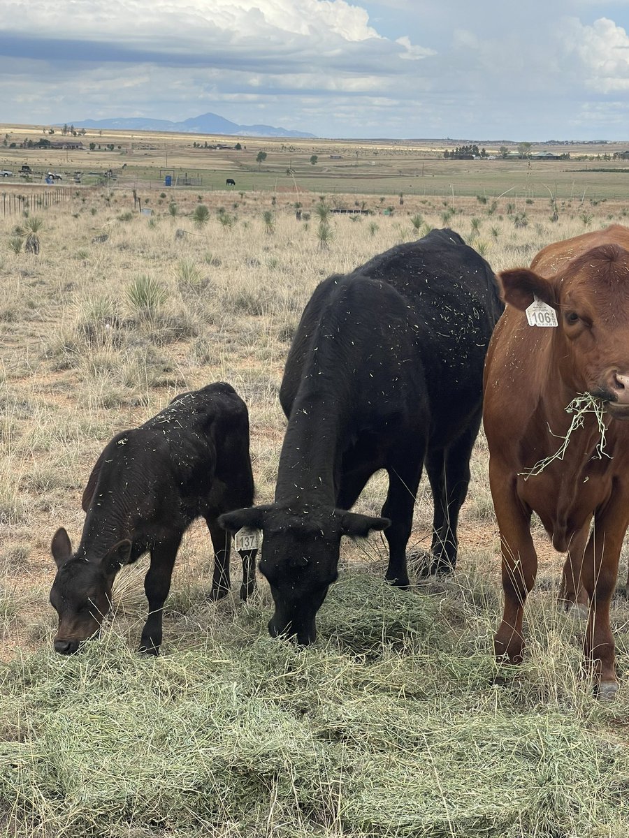 Cindylouwhobaj1's tweet image. These are MY cows. There are many like them but these are mine🤣 I’m losing my mind today 🤣🤣