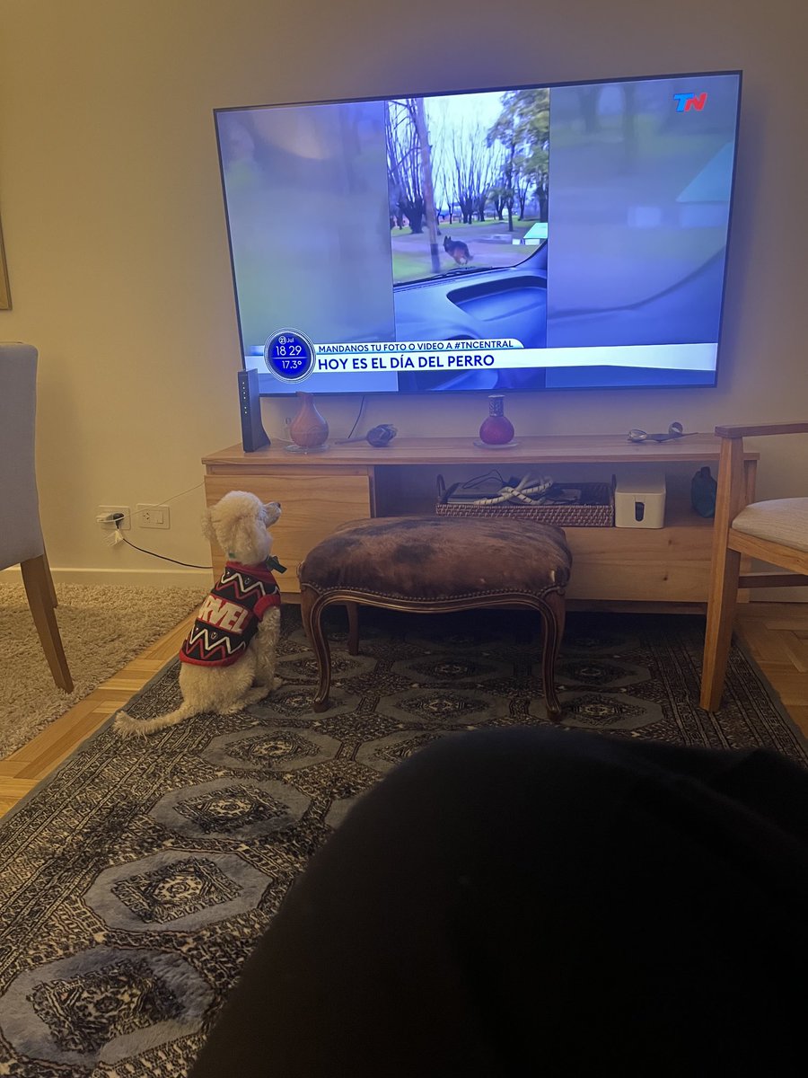 ⁦<a href="/todonoticias/">TN - Todo Noticias</a>⁩ Turin más que mi perro viendo ⁦<a href="/todonoticias/">TN - Todo Noticias</a>⁩