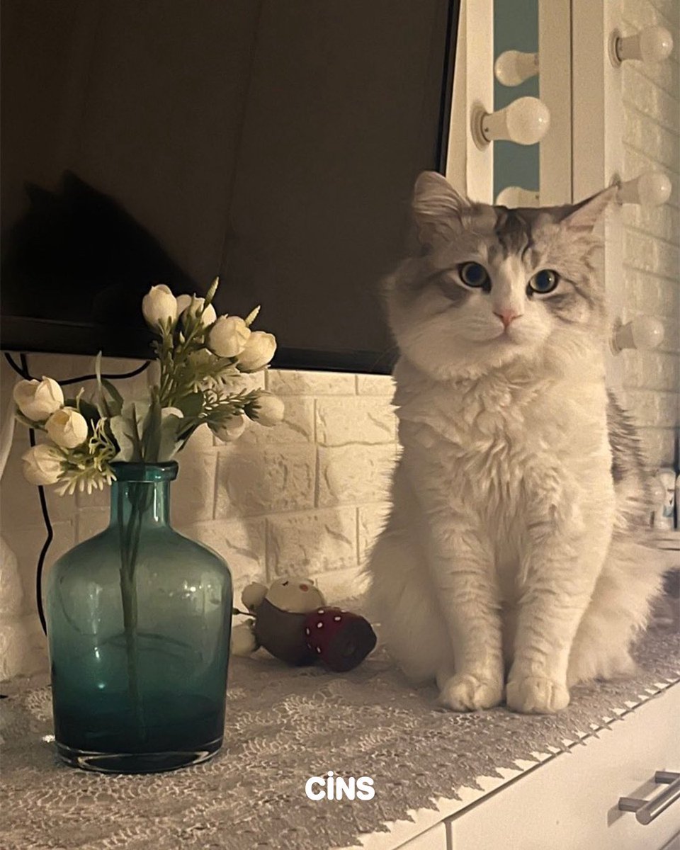 “Gazze’de insanların açlıktan ölmesi dünya için bir haber değeri taşımıyor artık. Belki bir kedi fark ettirir diye paylaştım bu fotoğrafı.”

Gazzeli bir kadının vicdanını yitirmiş dünyaya mesajı 📌