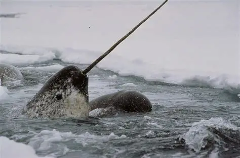 CryptidPolitics's tweet image. I would trek across the Arctic tundra in my birthday suit while pulling two Narwhals if that's what it took to make @JayCollinsFL the next governor of Florida and @GovRonDeSantis the next President of the United States.
