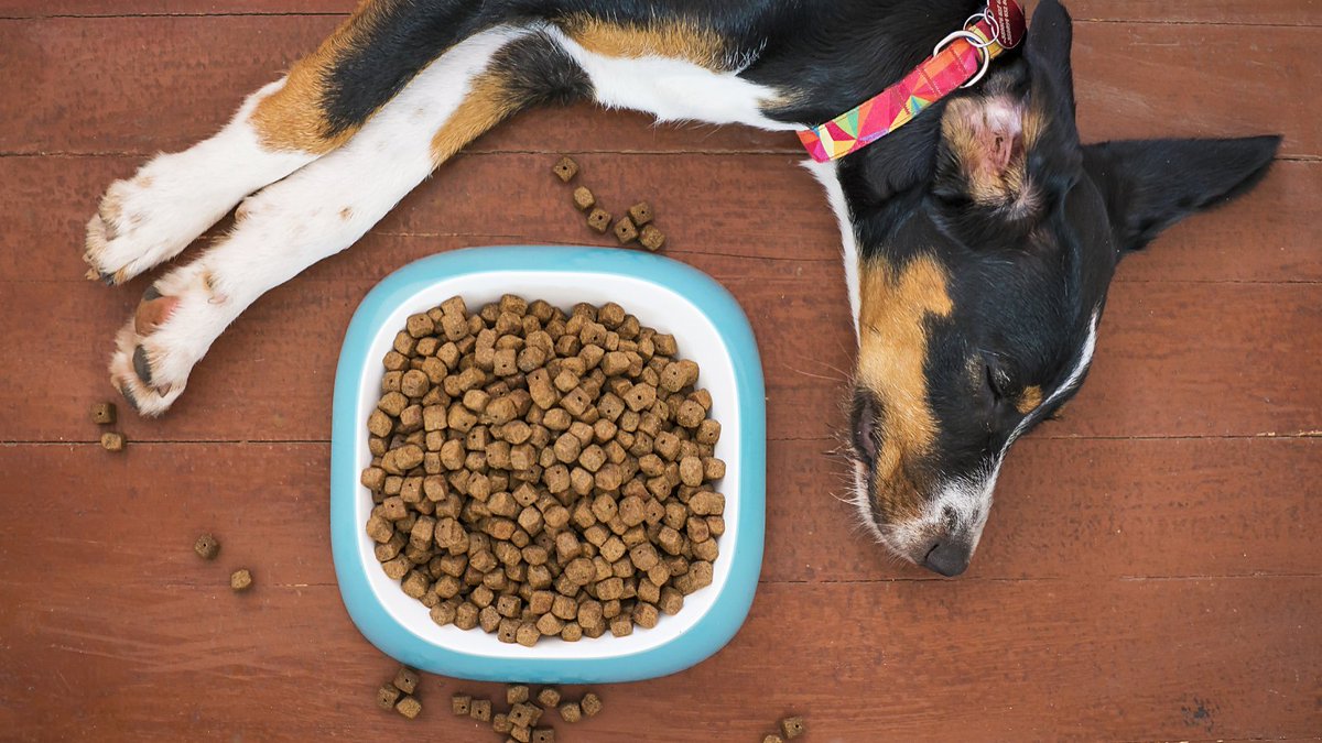 doginsightlab's tweet image. You’re buying the good kibble.
The one with the pretty label, the boosted protein, the promise of health in every crunchy bite.
But your dog’s still itchy. Still gassy. Still not quite right.
Well, let's go to the fundamentals to understand the current state.
Kibble is made…