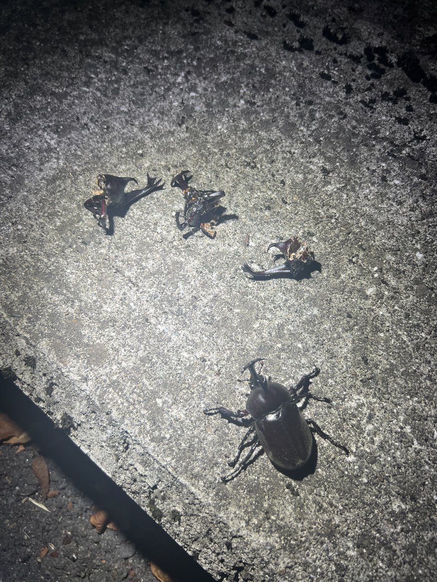 昨夜、1ヶ所目と夏の主役😌