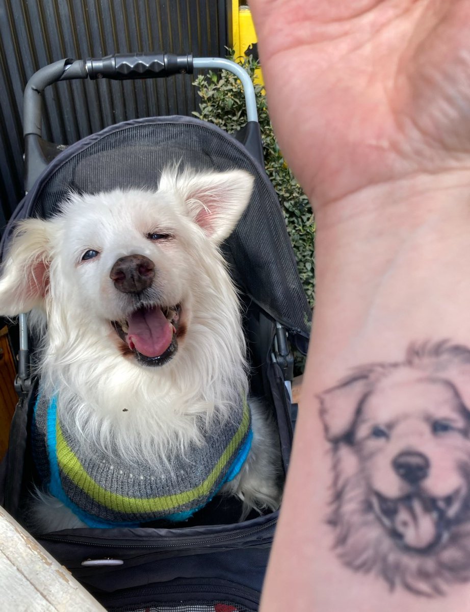 Hace 20 años tú abriste la puerta, cambiaste mi vida, y la marcaste a fuego. Gracias por  tanto perrita dulce y especial. Hay muchos perritos que gracias a tí, lograron cambiar su vida y no lo saben. Feliz día del perro, que no se te pase la vida sin 🐶 cerca. #AdoptaNoCompres