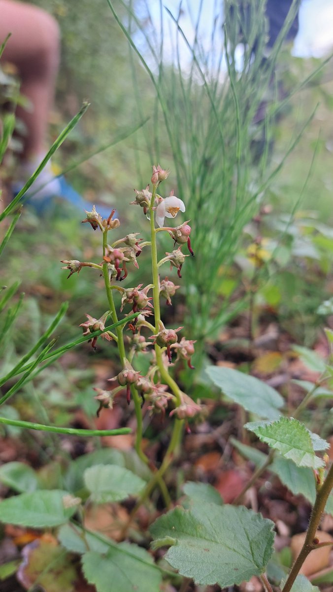 Shane Brien tweet media