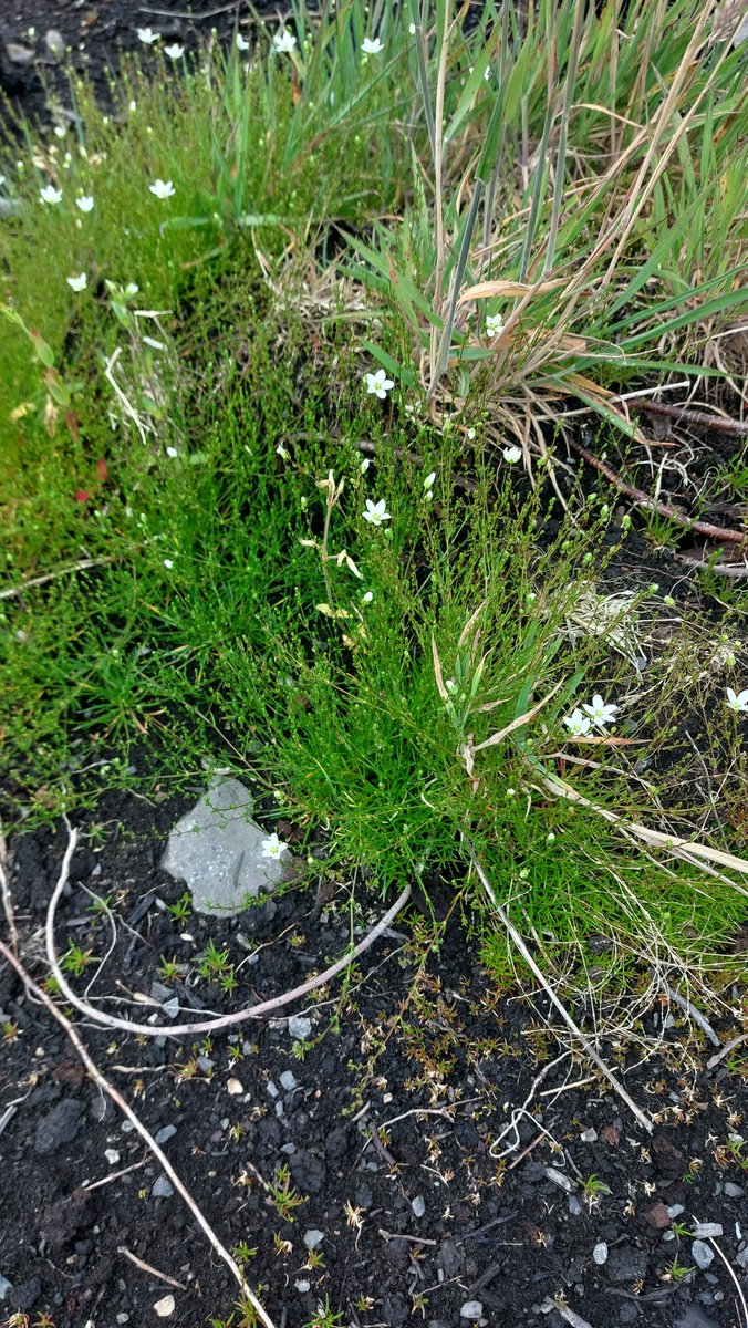 Shane Brien tweet media