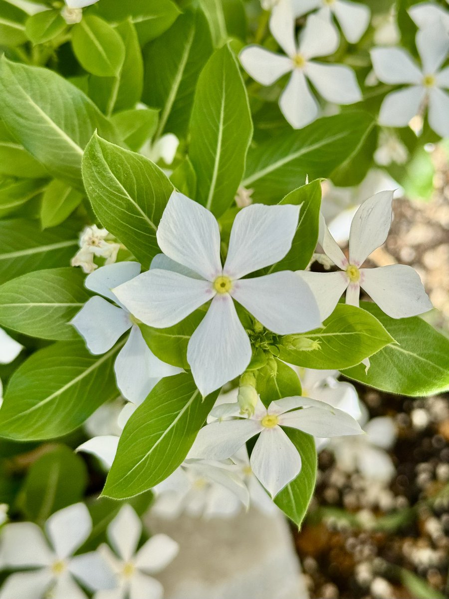 kenji821max's tweet image. おはようございます🌱

7月22日(火)

毎日暑い日が続きますが

体調を崩さないようご自愛下さい🍀