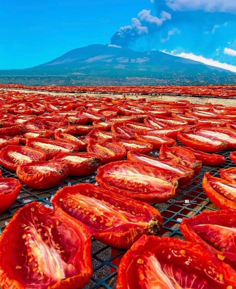 DrStrangetwit's tweet image. Reminder that Italy only received tomatoes (pomi d'oro) in the early 16th century, and for a fair while they were primarily seen as decorative plants
Thanks to the Aztecs for cultivating them, Jewish merchants for bringing them over, and Italians for making amazing sauces.