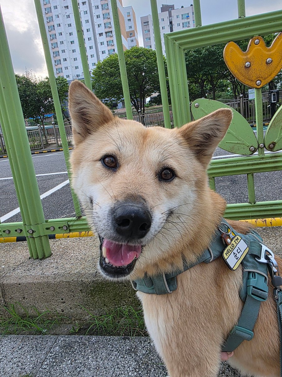 sooondii's tweet image. 웅니 나 학교 보내조