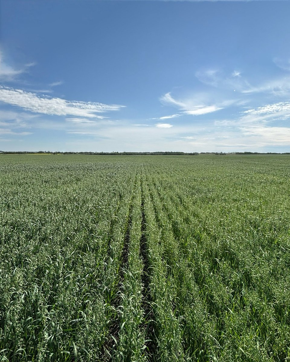 🌱 Check out this comparison of oats near Edmonton.

Both sides had 20L Incitavus Maxx in row, 500ml Enzaterra Maxx, and 6L TK1985 applied. The only difference is the left side also had 2L Arabilis NXT applied last fall 👀