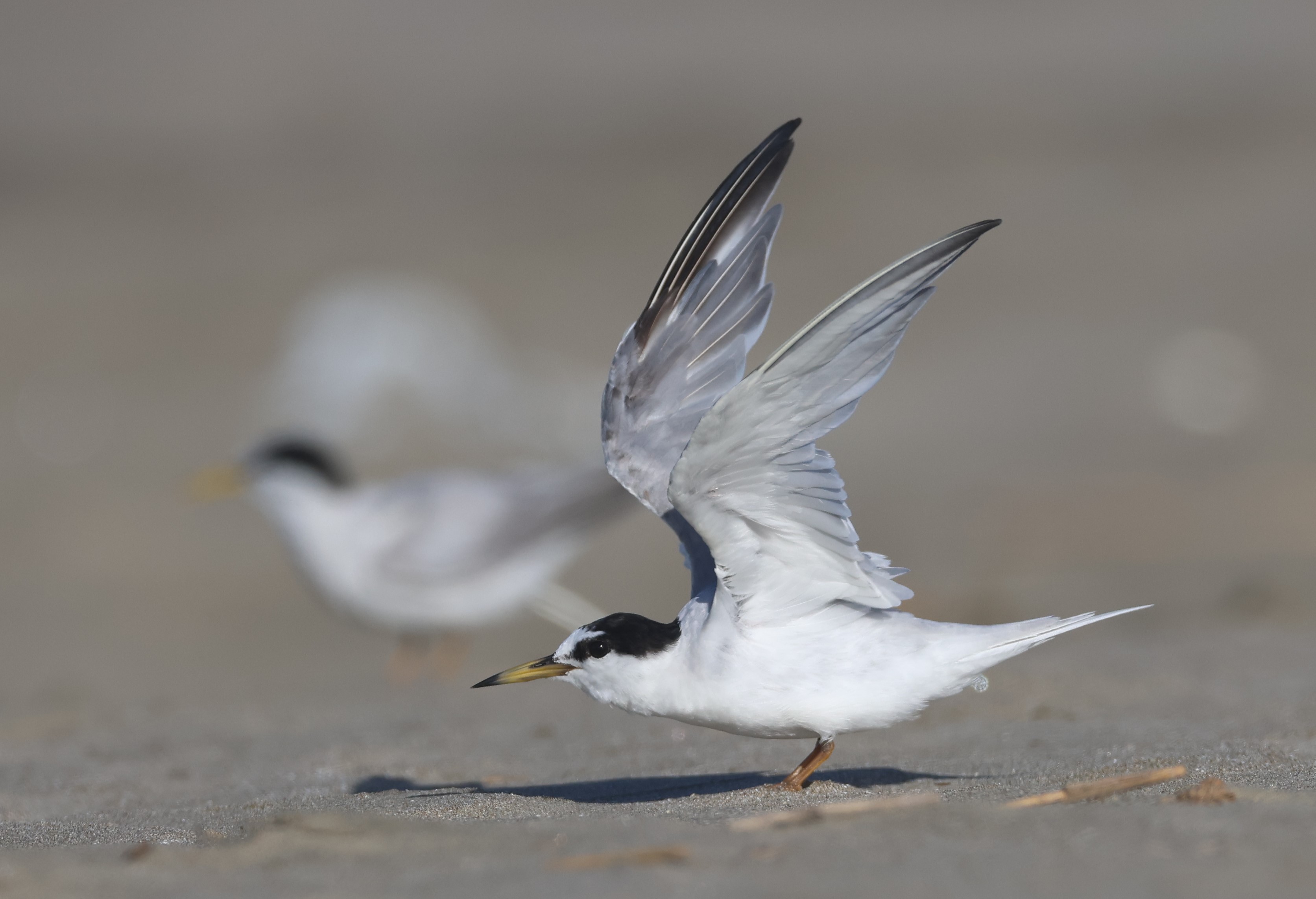 白鷗【小鳥＝羽虫無心】肉質画 【公式通販】