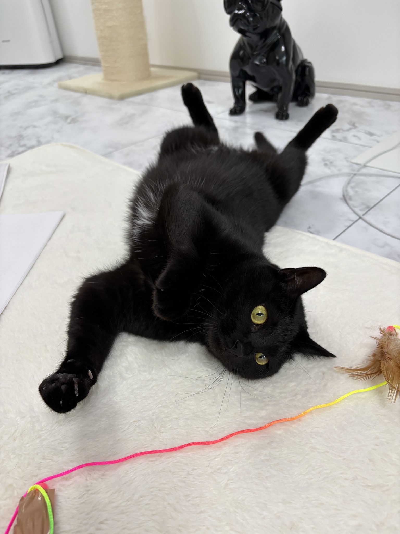 歪萌舎 黒猫 カルビちゅわん on X: 