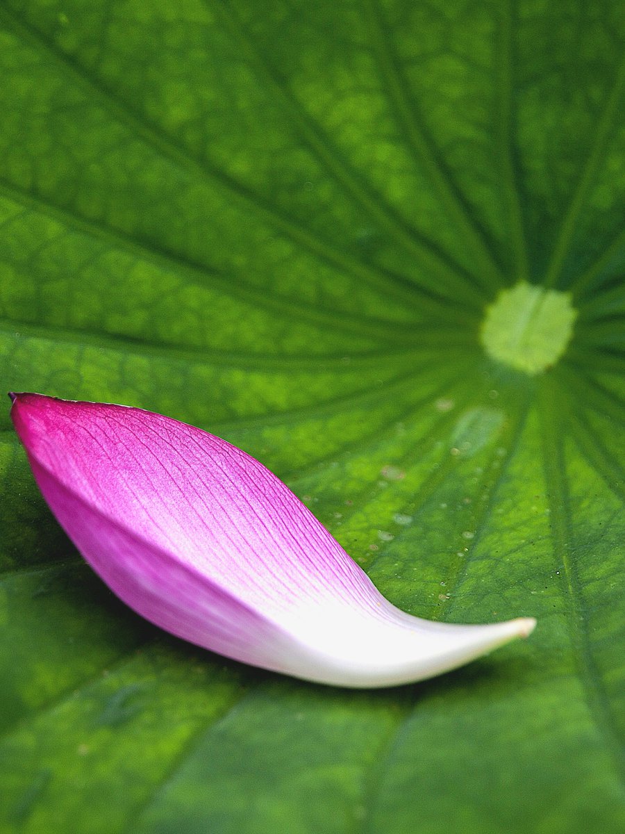 Ha_ku_zen's tweet image. おはようございます(^^*)🌸
連休のお疲れも出る頃だと思います(゚゚*)🍀
連休中の生活リズムの乱れにより怠さや不眠、連休明けの仕事や学校へのストレスも疲労感の原因となりますので、まずは無理せずに、少しずつ元の生活に戻していくことが大切です(^^*)🌸…