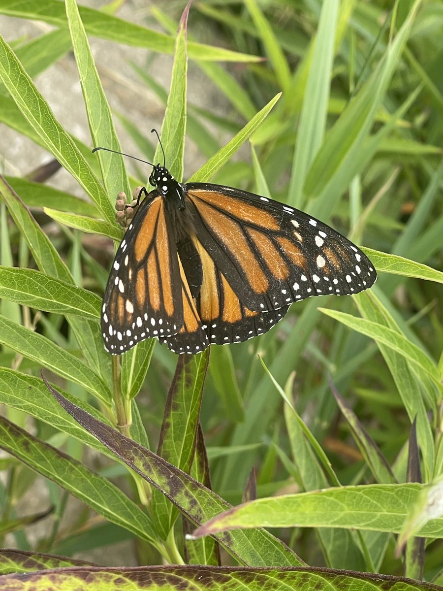 saw a monarch today :3