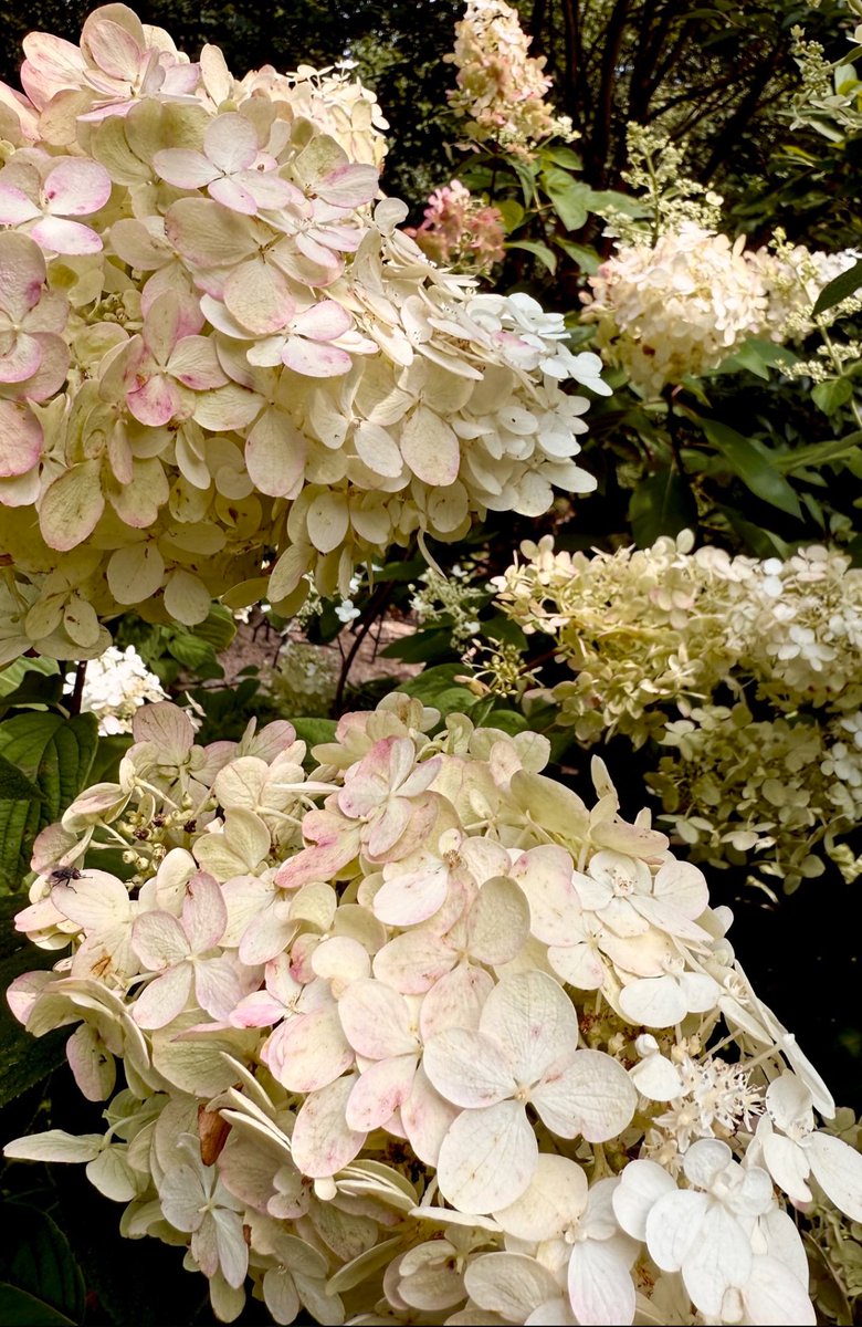 ShibleyTelhami's tweet image. Taking a break from stream of heartbreaking news: Soothing Hydrangeas