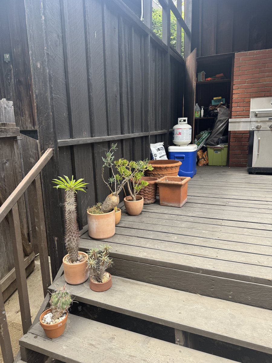 OGLukeMook's tweet image. Finally redid the backyard