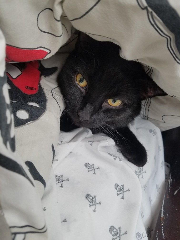 Black cats are not bad luck (@visualscat) on Twitter photo 
