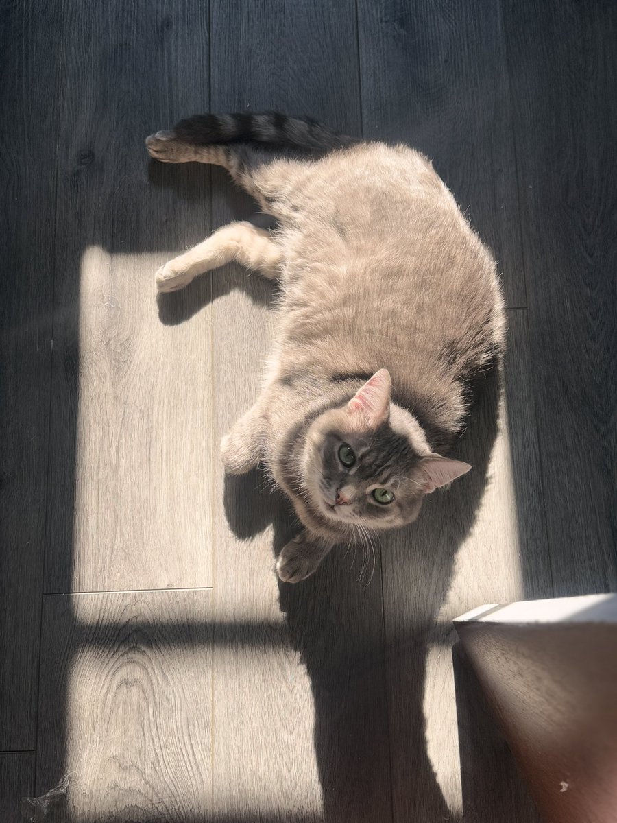 JustJenRX's tweet image. Unpacking my suitcase and I walk in on this handsome boy! 🥰