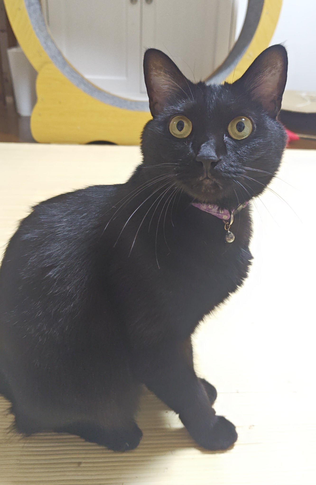 黒猫ページ 黒猫 on X: 