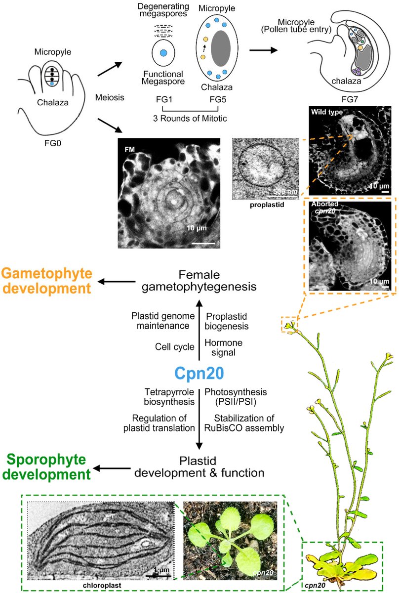 NewPhyt's tweet image. Arabidopsis Cpn20 ensures plastid integrity for growth and female gametophyte development
Zhang et al.
📖 nph.onlinelibrary.wiley.com/share/CEKZT2WP…