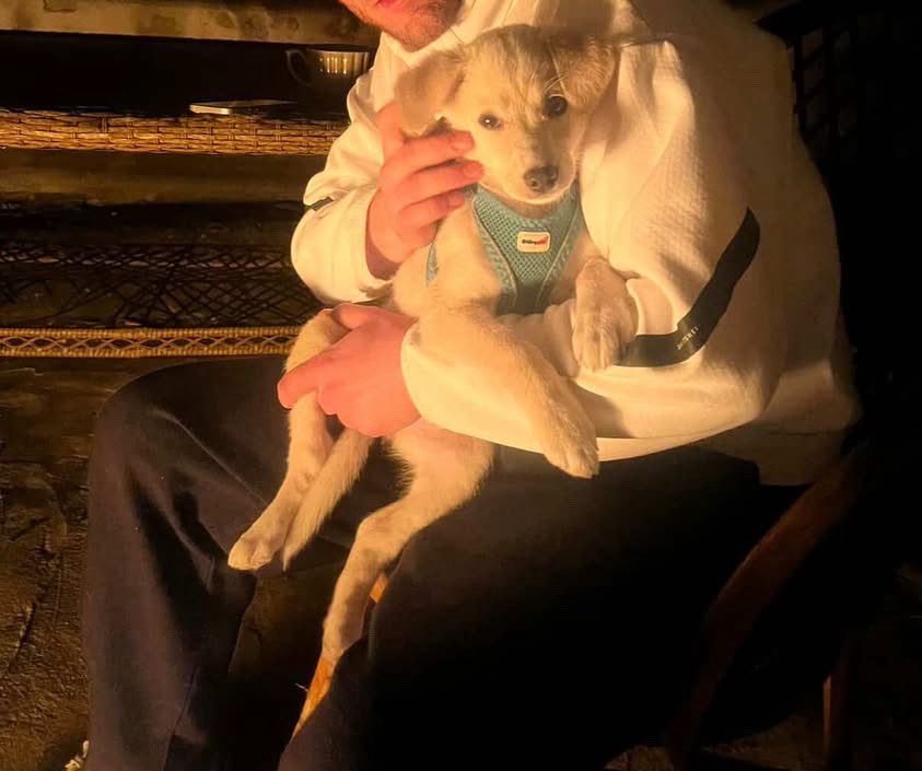 ACİL KORUMAYA ALACAK BİRİSİ SOKAĞA ATILDI GOLDEN CİNSİ YAVRU YER:EYÜPSULTAN