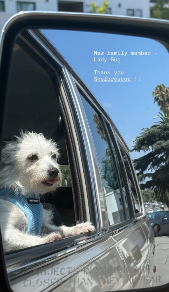 thenbhdfiles's tweet image. Mikey and Olivia’s new dog, Lady Bug 🐾🤍