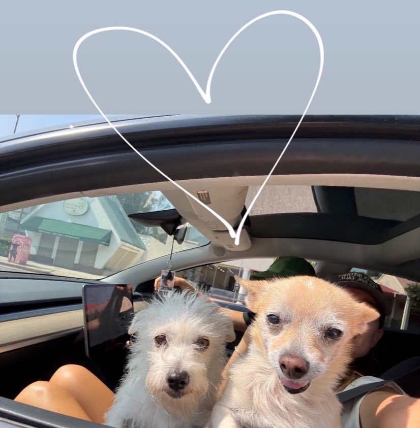 thenbhdfiles's tweet image. Mikey and Olivia’s new dog, Lady Bug 🐾🤍