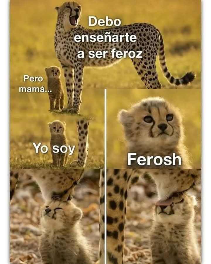 RincnCuriosoo's tweet image. 