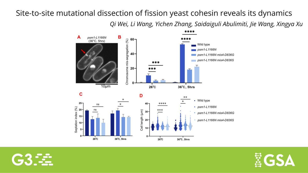 GeneticsGSA's tweet image. New research in #G3journal reveals cohesin dynamics in Schizosaccharomyces pombe by genetically dissecting relationships between temperature-sensitive, lethal mutations in cohesin and their suppressor mutations.
Read more: buff.ly/CzzwY5i