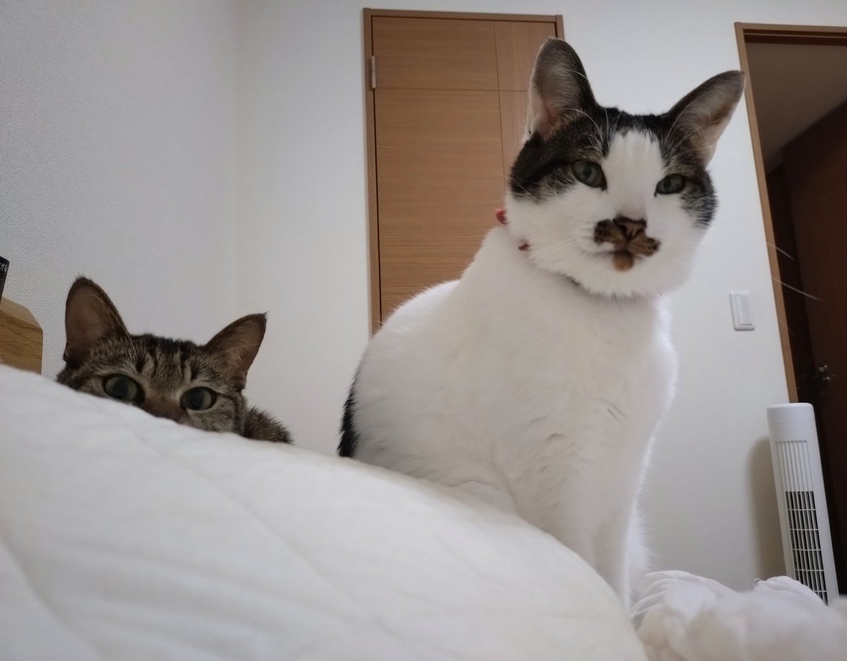 Js4zeKqmJxbnVBS's tweet image. 目を開けた瞬間に謝りました。
寝坊してごめんなさい。
 
#枕元の猫圧