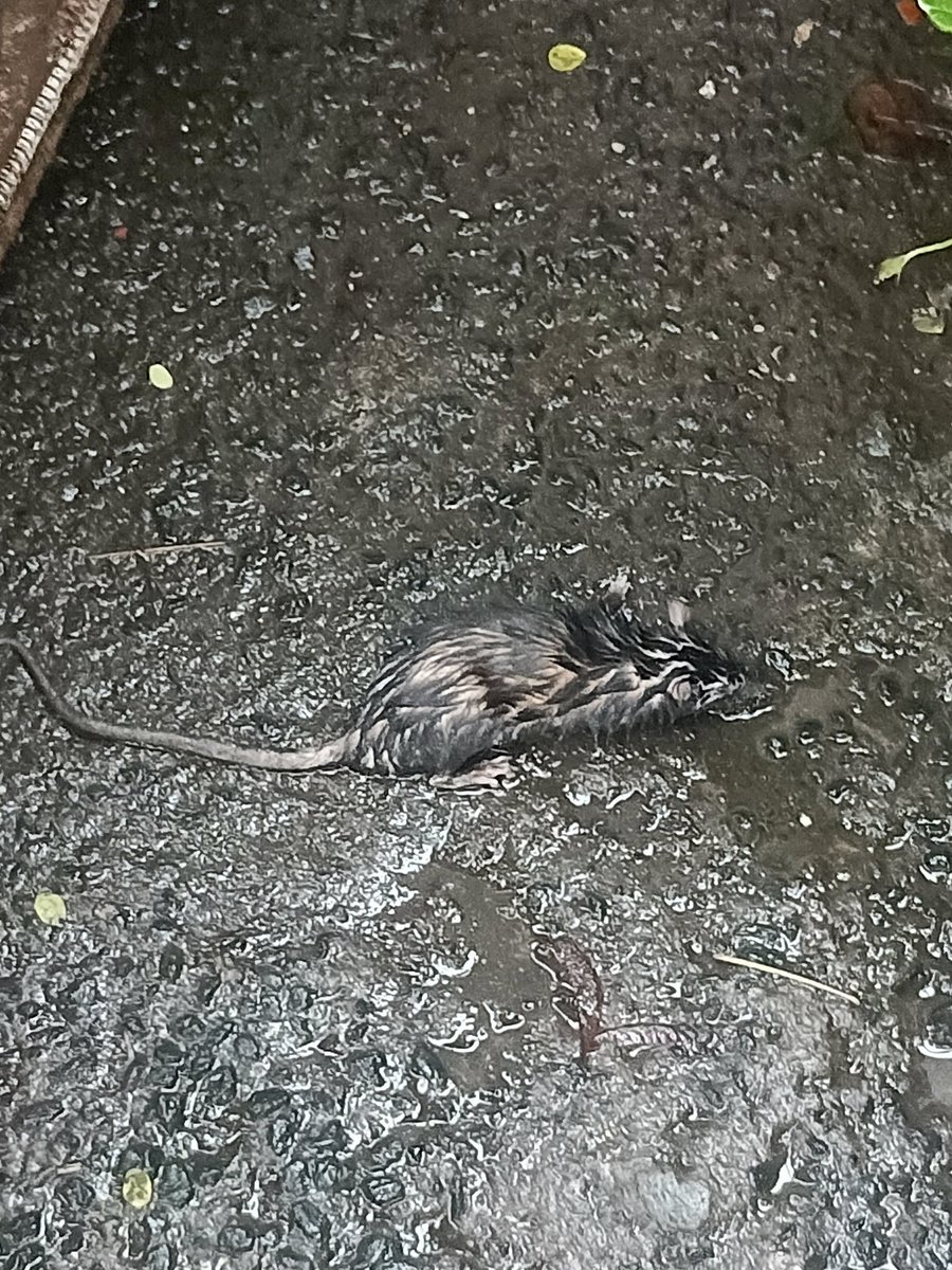 iniemohk's tweet image. Yesterday on my commute I found a lil rat who gave up on life, he was just standing out in the open wet and panting in the middle of the rain