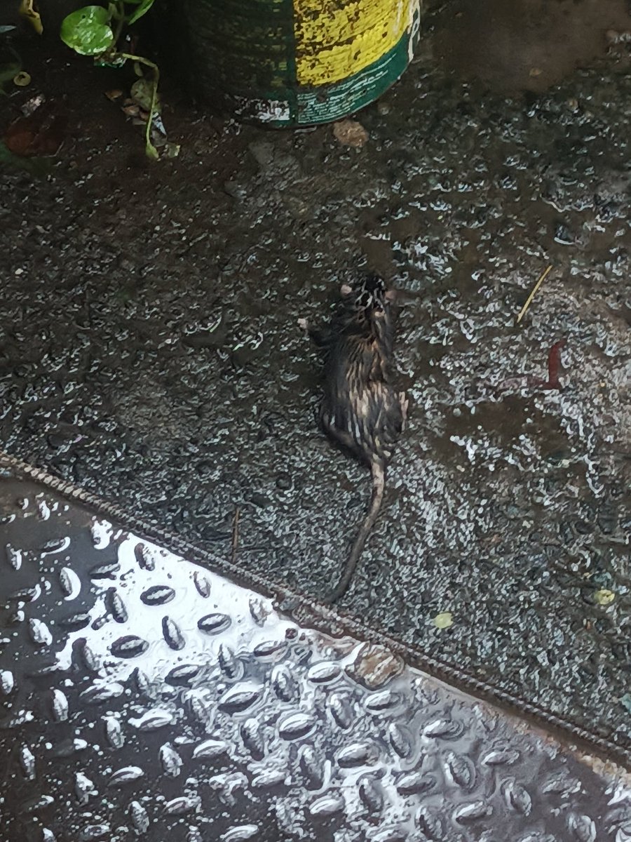 iniemohk's tweet image. Yesterday on my commute I found a lil rat who gave up on life, he was just standing out in the open wet and panting in the middle of the rain