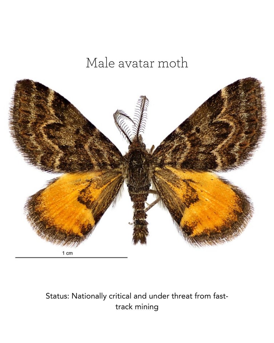 Forest_and_Bird's tweet image. Discovered during the 2012 Denniston Bioblitz, this moth was named after Forest & Bird ran a public competition, where 'the Avatar moth' was selected, because its home, like the alien forest in Avatar, is under threat from mining.
🦋️ The moth lives most of its life hidden…