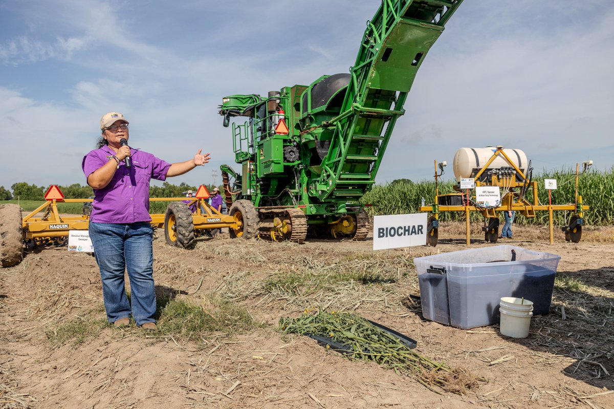 LSUAgCenter's tweet image. The announcement of a new variety and the arrival of a potentially troublesome weed, Luffa quinquefida, highlighted the LSU AgCenter’s annual Sugar Research Station field day.
Full article: tinyurl.com/ycky6yj3