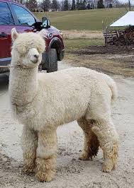 #StakeDAG #DelegateDAG #ELPACA <a href="/Conste11ation/">Constellation Network</a> <a href="/LatticeExchange/">Lattice Gateway</a>