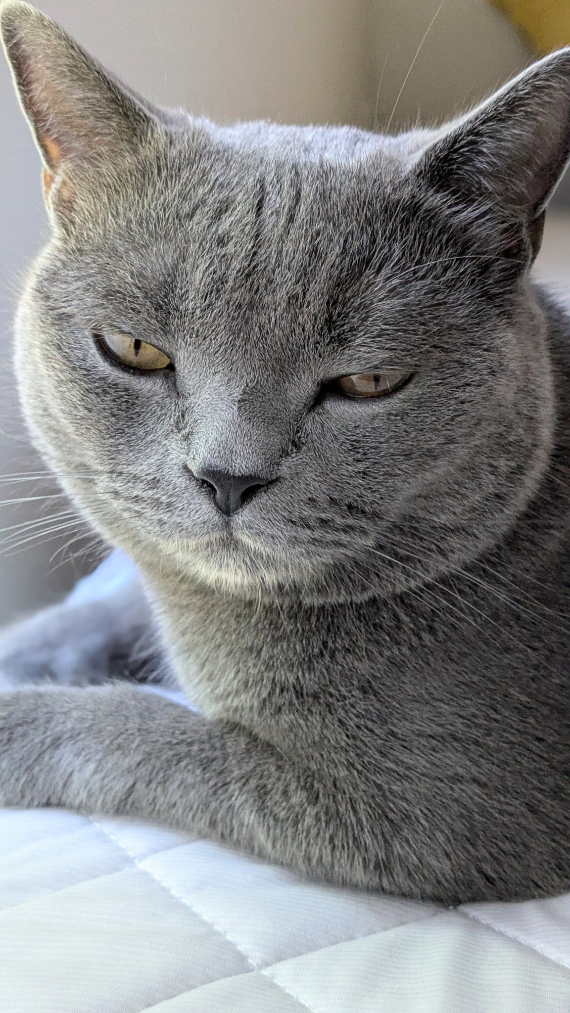コブたぬキツねこ たぬを on X: 