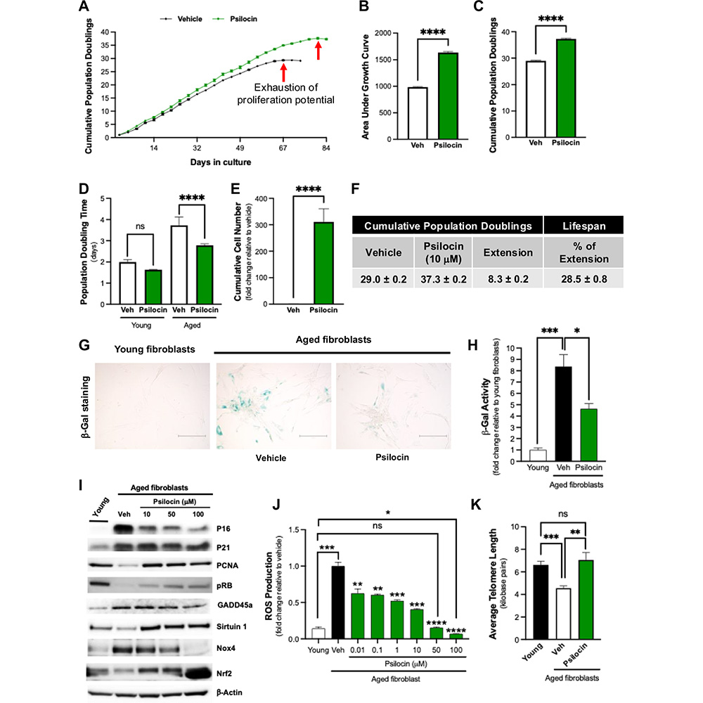 NaturePortfolio's tweet image. A study in @Nature_NPJ Aging provides evidence that treatment with psilocin, the active metabolite of the psychedelic psilocybin, extends cellular lifespan and psilocybin treatment promotes increased longevity in aged mice. go.nature.com/454uJCH