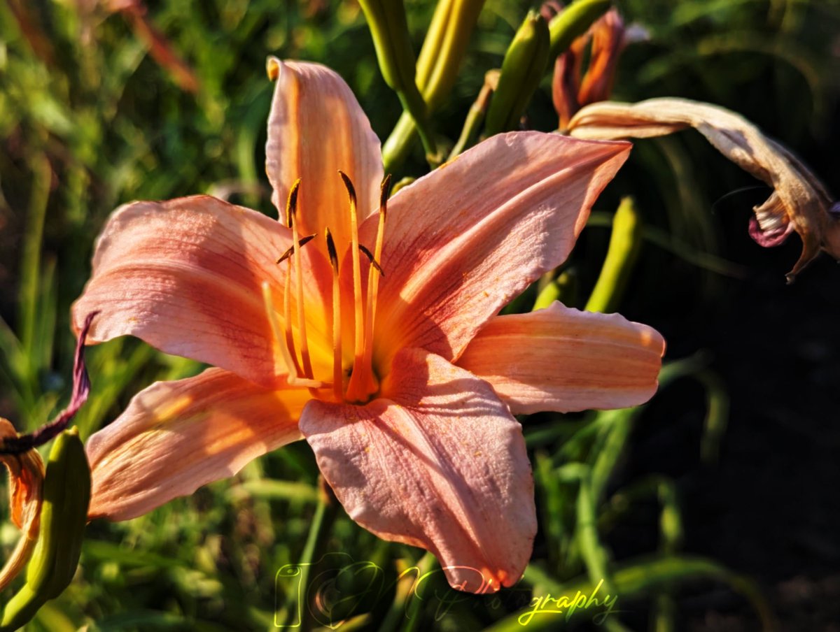 jnphotographies's tweet image. Some flower photography this evening, beautiful stretch of weather this week! #PAwx
