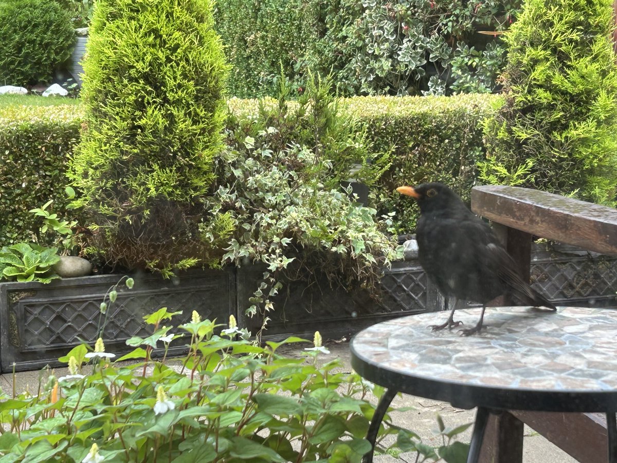 I am - and I do - whistle and sing ! 🎶 🎶  #ifIwereablackbird