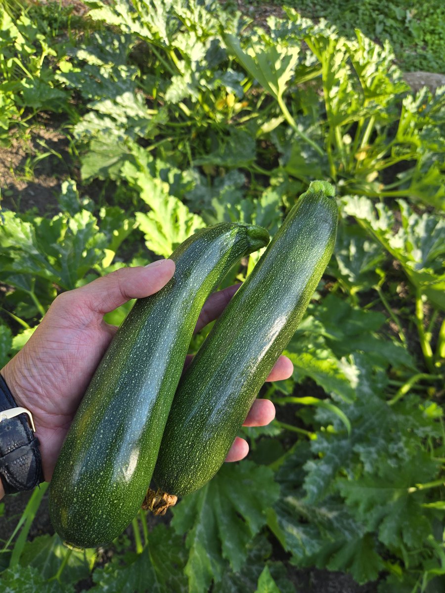 VTFlatlander's tweet image. We have entered "every meal is served with squash" season. Prepare (your dinners) accordingly