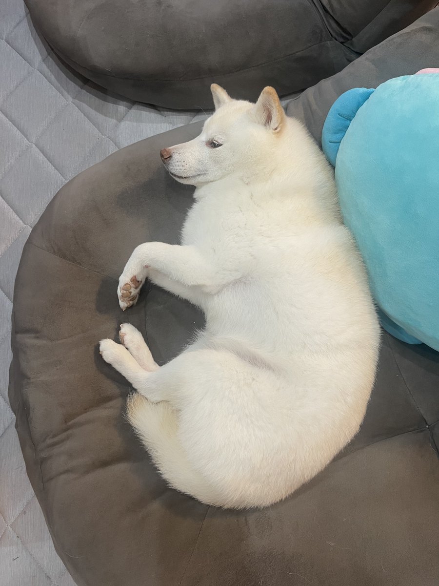 go20597673's tweet image. おはようございます💡

＃白柴
＃柴犬のいる暮らし