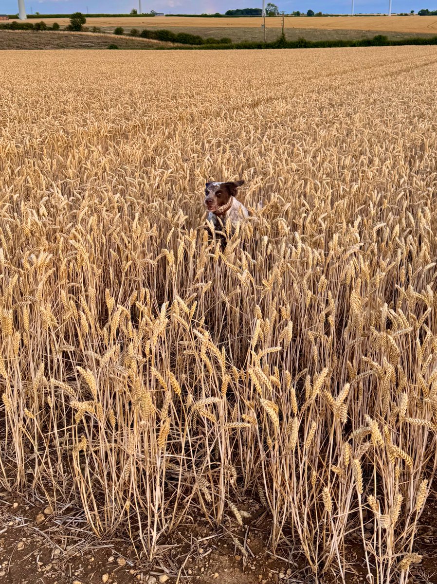 omnialnchristo's tweet image. It is that time again (gently letting one’s dog down with the news that harvest is about to conclude crop-leaping summer and inaugurate autumn)