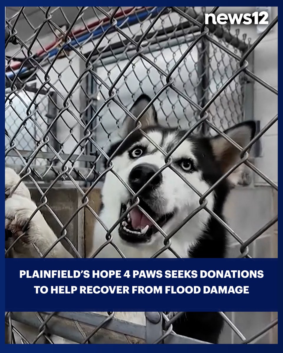 News12NJ's tweet photo. SHELTER FLOODED: Animals are still being dropped off as a local animal shelter continues to clean up from last week’s flooding.
#News12 #NewJersey #Shelter #Animals #Flood #FloodCleanUp #Plainfield #News #LocalNews
https://t.co/eMwEThsCVB https://t.co/jWT3Nj7bkb