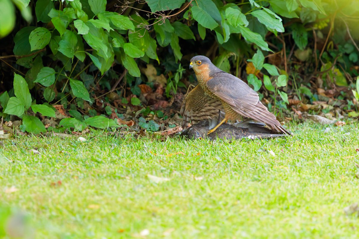 Wow... watched a male Sparrowhawk take a young Cuckoo today. Amazing