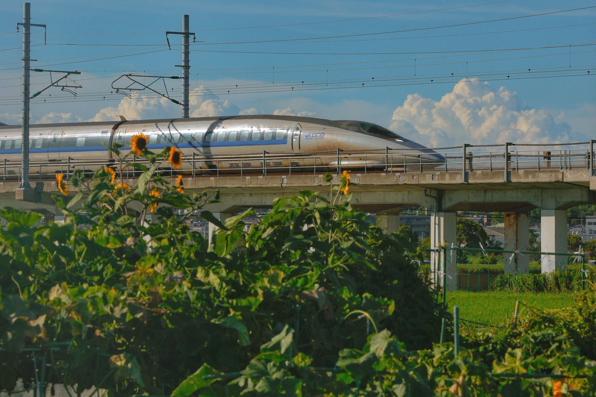 mitsu40482336's tweet image. モコモコ雲とヒマワリ🌻と500系

The 夏ですね☀️