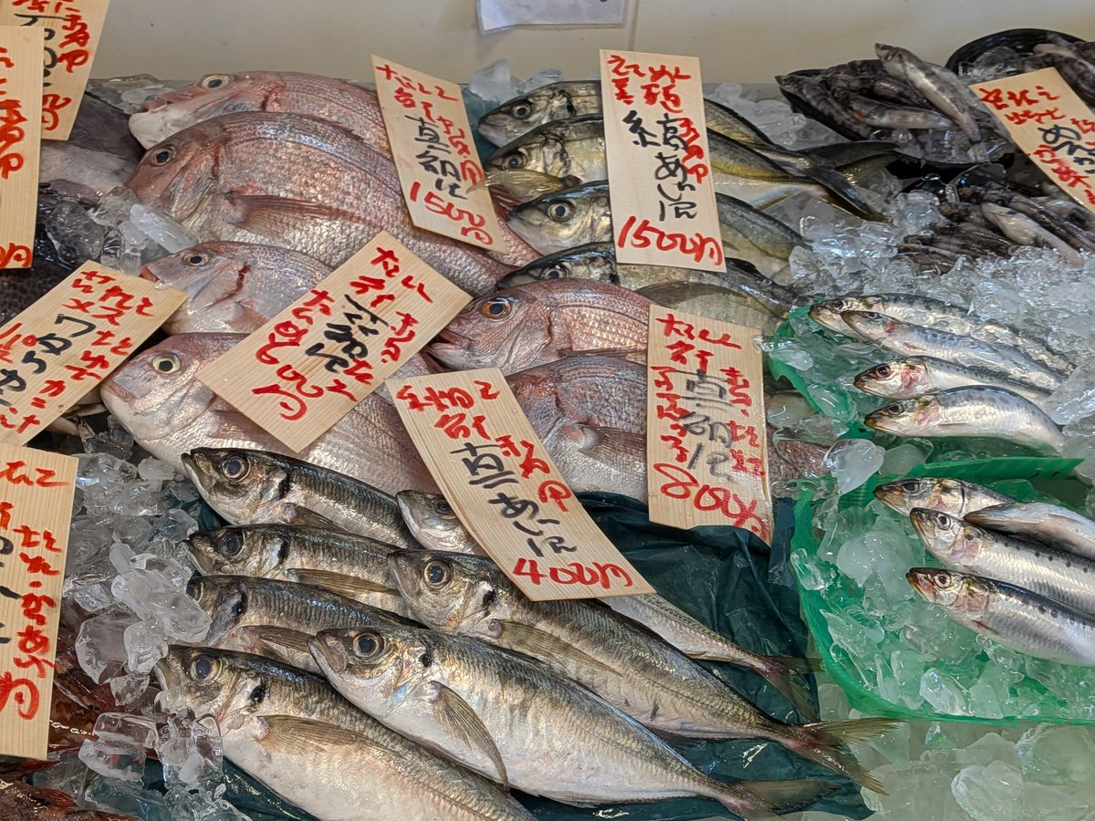 uokeioarai's tweet image. おはようございます、魚結です✨
今日のおすすめは、愛媛産シマアジ(約30cm)(養殖)一尾1500円‼️
お刺身、塩焼き、カルパッチョ等で大変脂があって美味しいお魚です🐟
(お電話でのご注文承っております。)
(7月23日(水)は、定休日です。)
よろしくお願い致します🙇
#シマアジ #大洗
