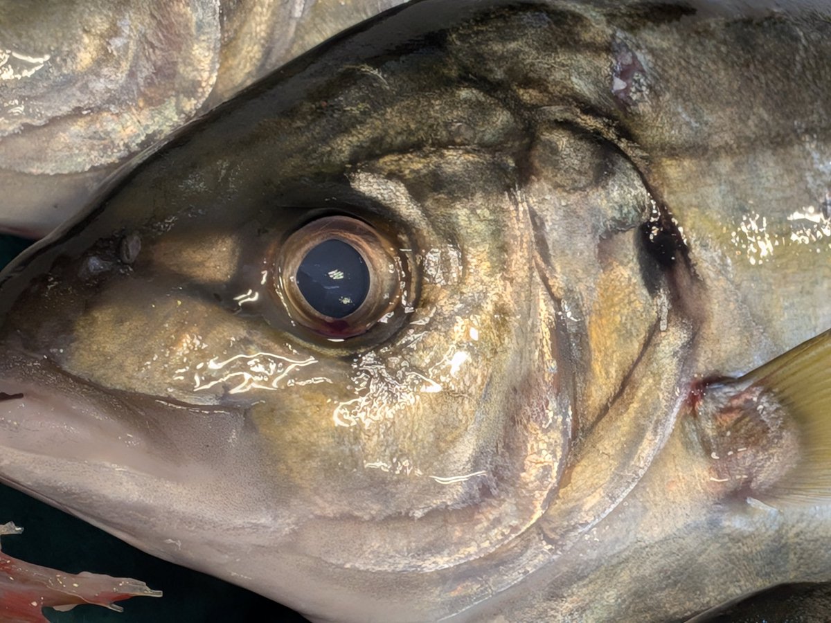 uokeioarai's tweet image. おはようございます、魚結です✨
今日のおすすめは、愛媛産シマアジ(約30cm)(養殖)一尾1500円‼️
お刺身、塩焼き、カルパッチョ等で大変脂があって美味しいお魚です🐟
(お電話でのご注文承っております。)
(7月23日(水)は、定休日です。)
よろしくお願い致します🙇
#シマアジ #大洗