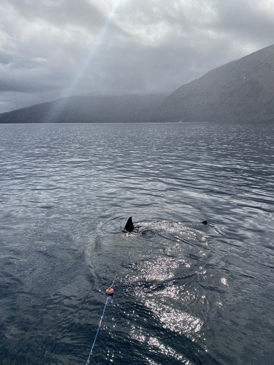 savingtheblue's tweet image. Who’s ready for JAWS vs MEG on #sharkweek?? Here’s a few behind the scene pics of our own @DrGuttridge 🦈 Pics: Hazmat Productions and @Discovery