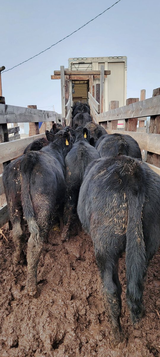 It worked last year, figured it wouldn't hurt to advertise on here again. 

90 steer calves @ 625# 
2 rounds of shorts
Nov 1-5 
Selling this Wednesday the 23rd @ approx. 12:20 MST on Northern Video Sale. Link to all the details below and happy to answer any questions about them!