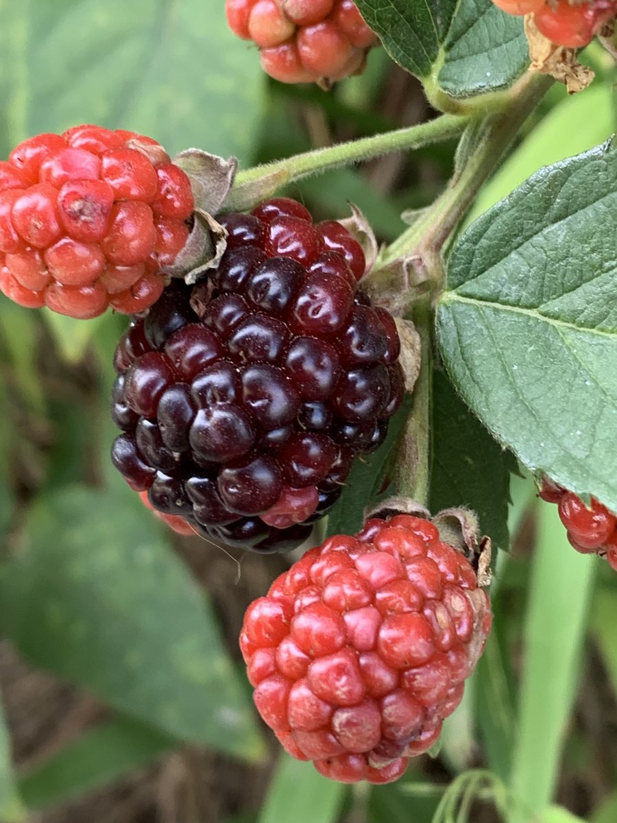M46amrita's tweet image. 夏草が生い茂る公営住宅の花壇にて。緑色の世界に彩りを添えているのは花だけではありませんでした。抜き足♪差し足♪忍び足♪の秋が…カルペディエム、今日も美しき一日でありますように。