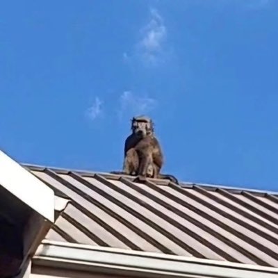 RiebvJanbeeck's tweet image. Lefties are the worst, but I do support the protest of baboon-murder by bantus, like poor Raygun the baboon.